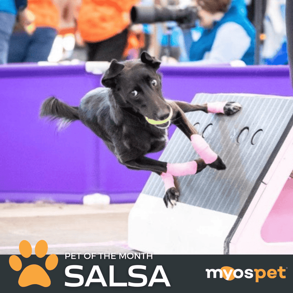 MYOS PET OF THE MONTH! Meet Salsa!