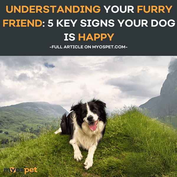 Understanding Your Furry Friend: 5 Key Signs Your Dog is Happy