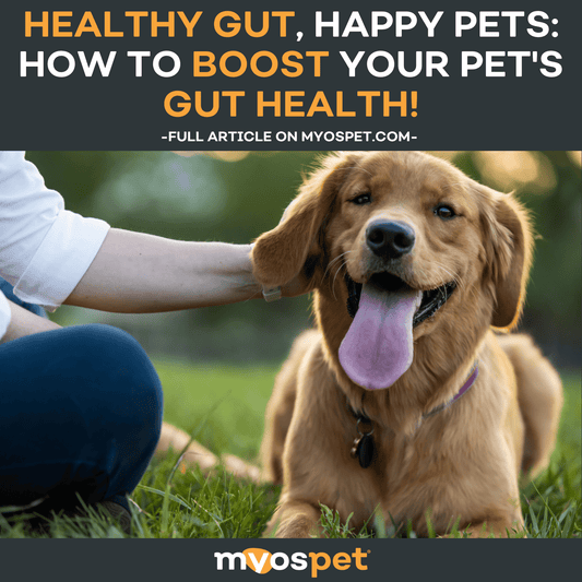 Healthy Gut, Happy Pets: How to Boost your Pet's Gut Health!