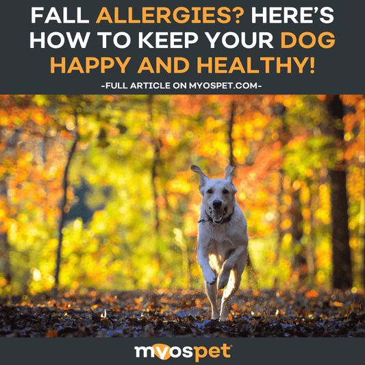 Fall Allergies? Here’s How to Keep Your Dog Happy and Healthy!