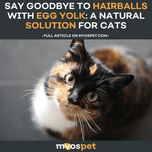 Say Goodbye to Hairballs with Egg Yolk: A Natural Solution for Cats