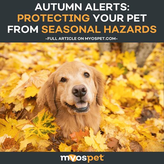 Autumn Alerts: Protecting Your Pet from Seasonal Hazards