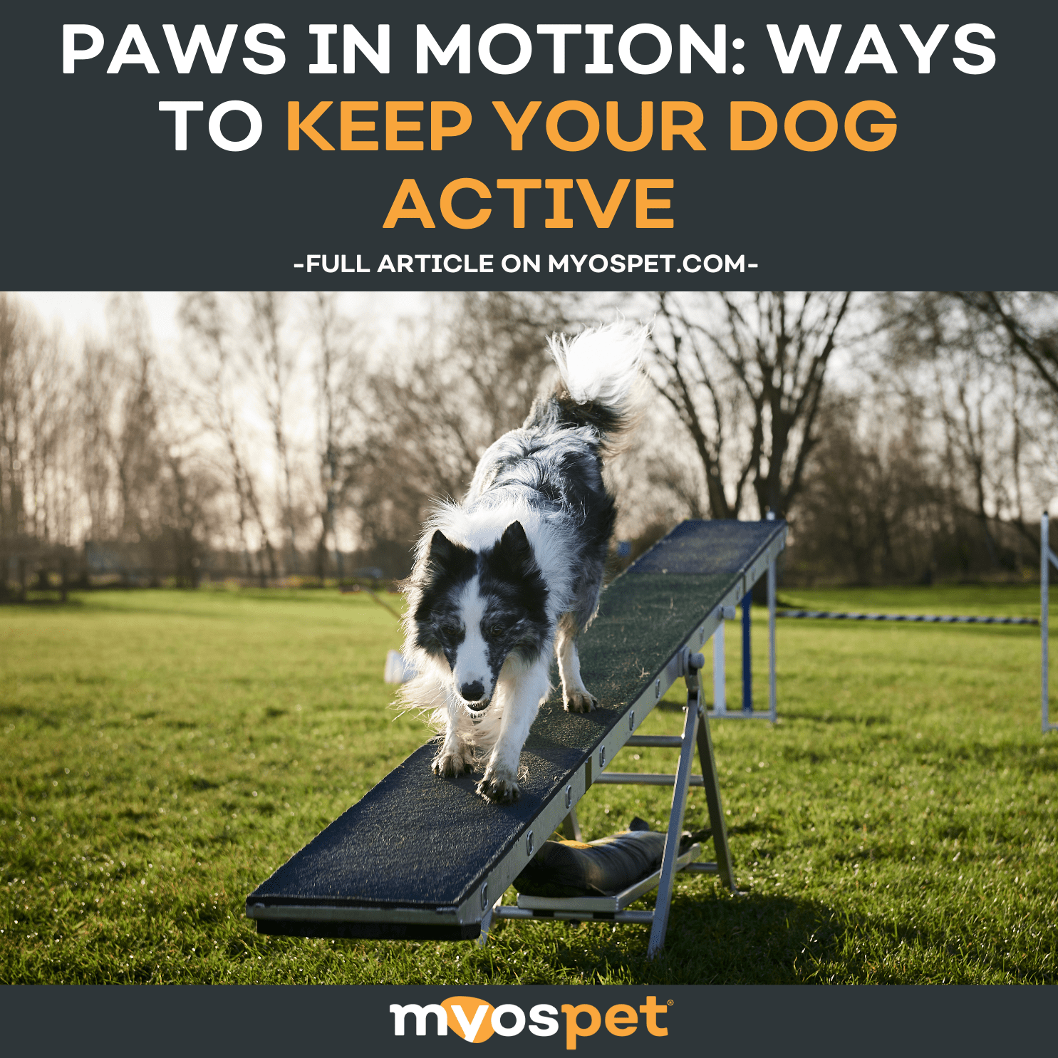 All Paws Inmotion Paws in Motion: Ways to Keep Your Dog Active – Myos Pet