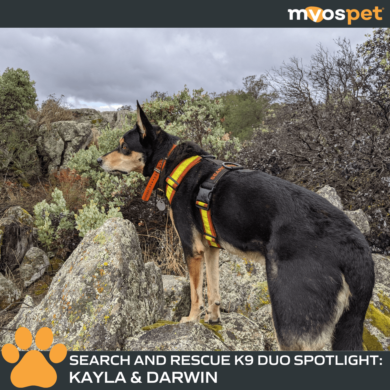 Brave Tails: Search and Rescue K9 Duo Spotlight: Kayla & Darwin – Myos Pet