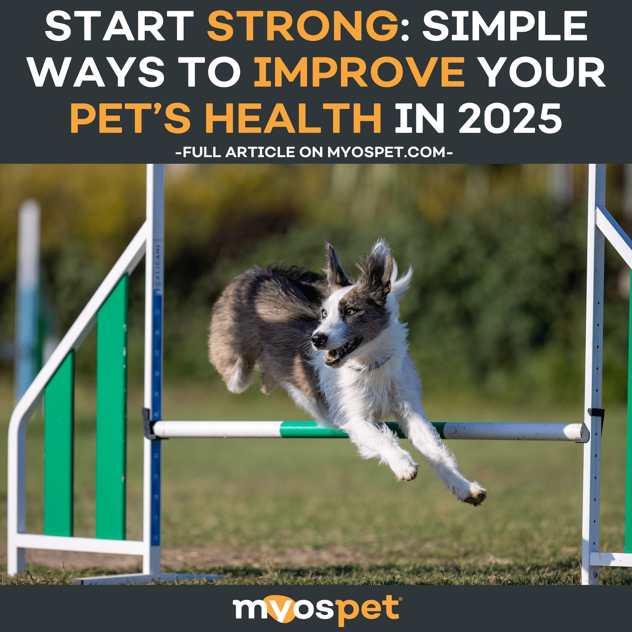 Start Strong: Simple Ways to Improve Your Pet's Health in 2025