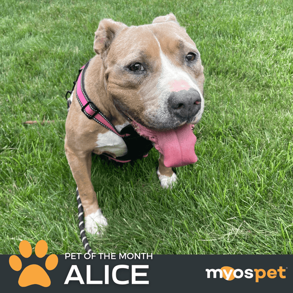 The Inspiring Tale of a Rescue Dog's Journey To Her Furrever Home. Meet Alice, our Pet of the Month!