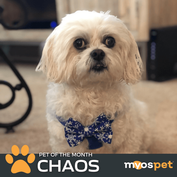 MYOS Pet of the Month: Chaos
