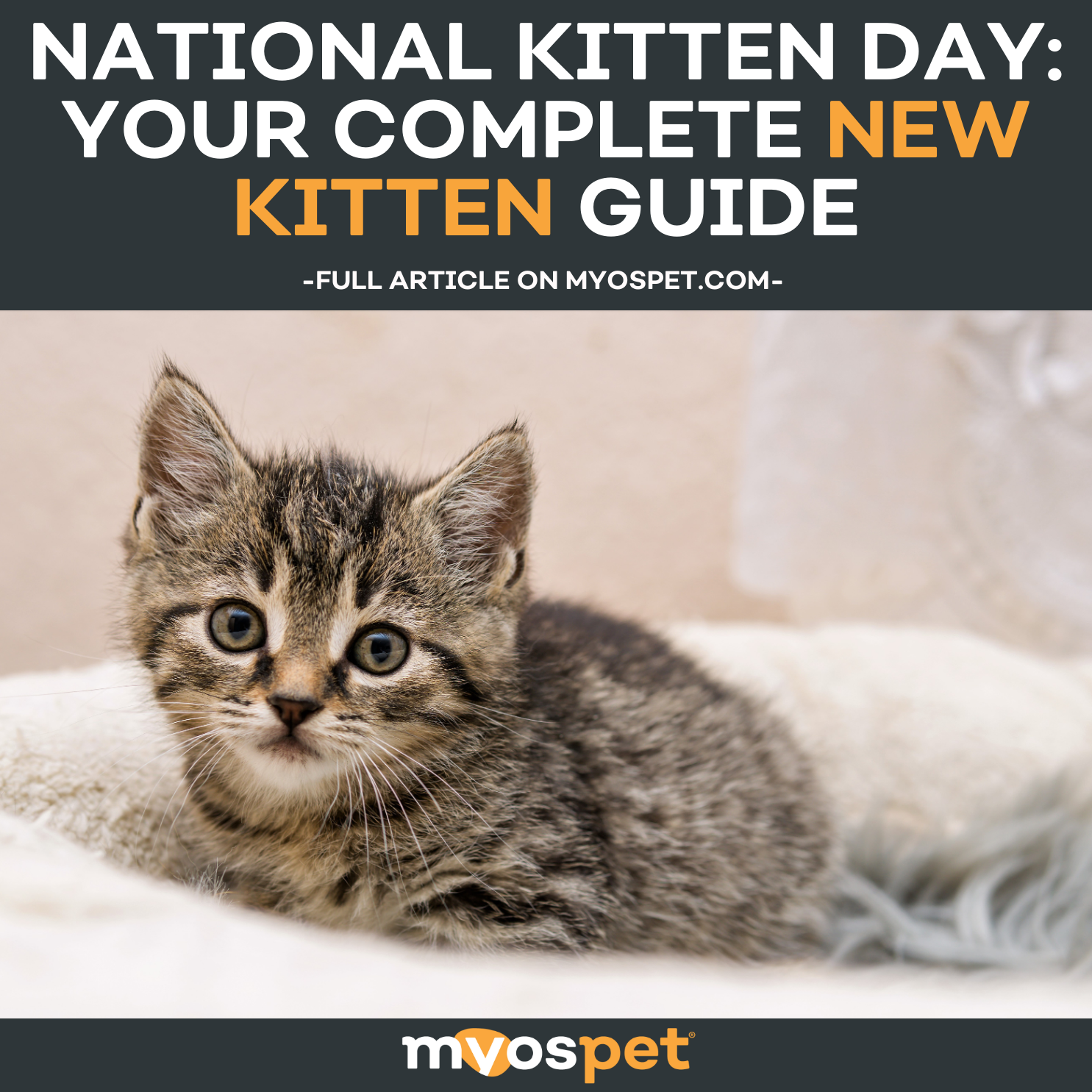 National Kitten Day: Your Complete New Kitten Guide – Myos Pet