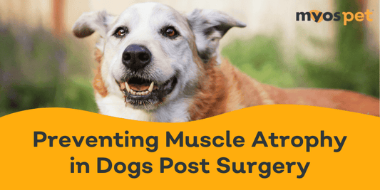 Preventing Muscle Atrophy in Dogs Post Surgery