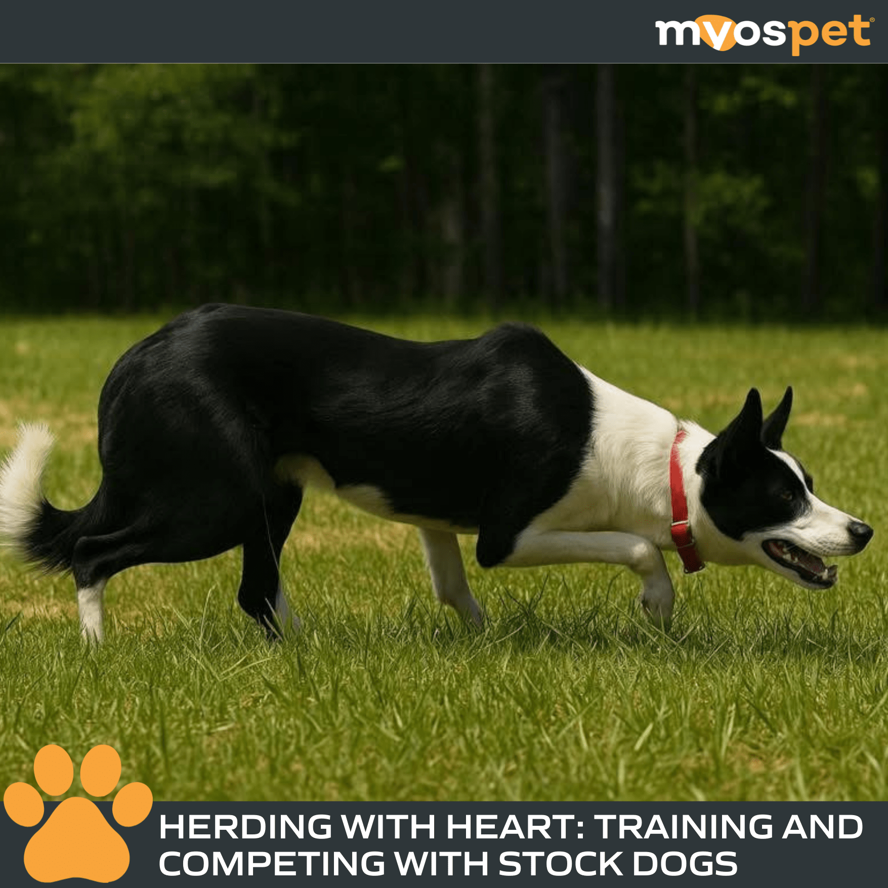 Herding with Heart: Training and Competing with Stock Dogs