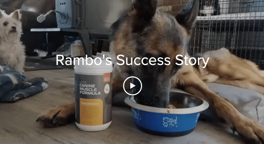 Rambo's Success Story