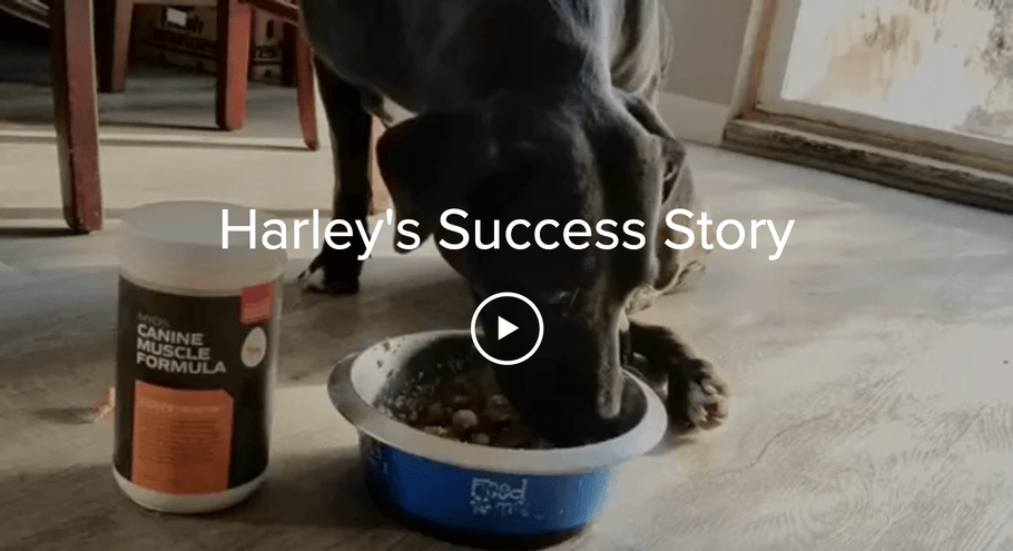 Harley's Success Story