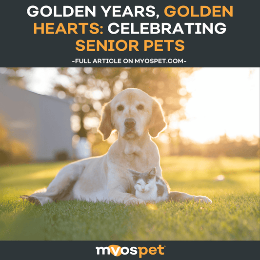 Golden Years, Golden Hearts: Celebrating Senior Pets