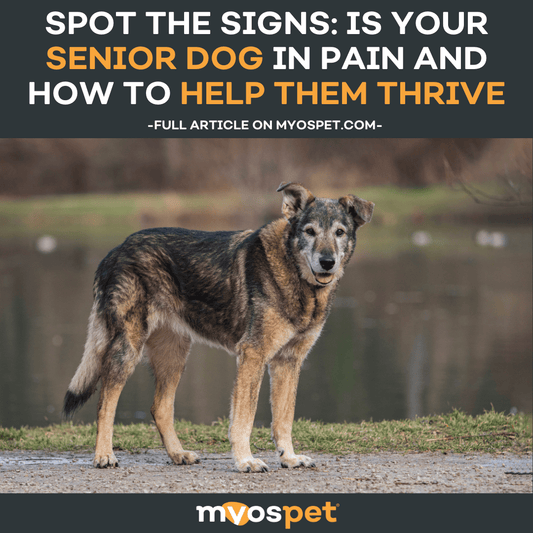 Spot the Signs: Is Your Senior Dog in Pain and How to Help Them Thrive