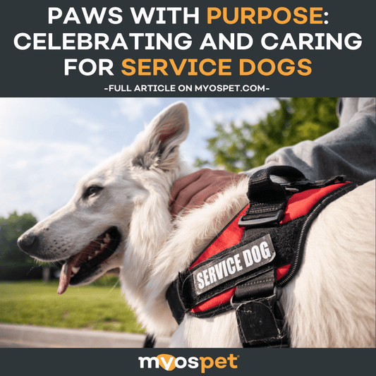 Paws with Purpose: Celebrating and Caring for Service Dogs