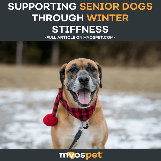 Supporting Senior Dogs Through Winter Stiffness