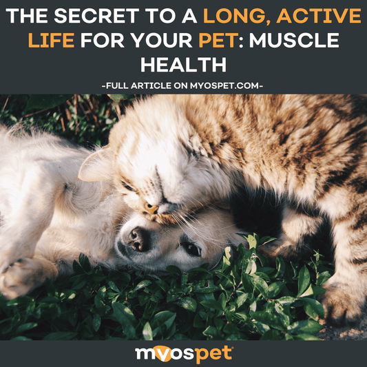 The Secret to a Long, Active Life for Your Pet: Muscle Health