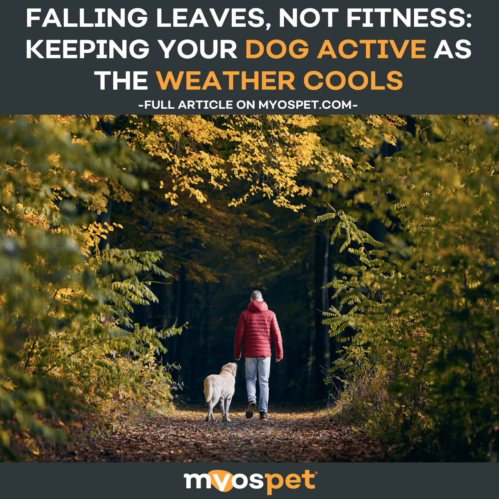 Falling Leaves, Not Fitness: Keeping Your Dog Active as the Weather Cools