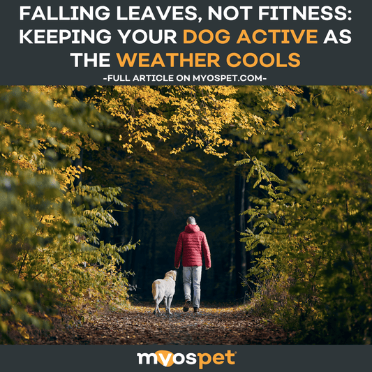 Falling Leaves, Not Fitness: Keeping Your Dog Active as the Weather Cools