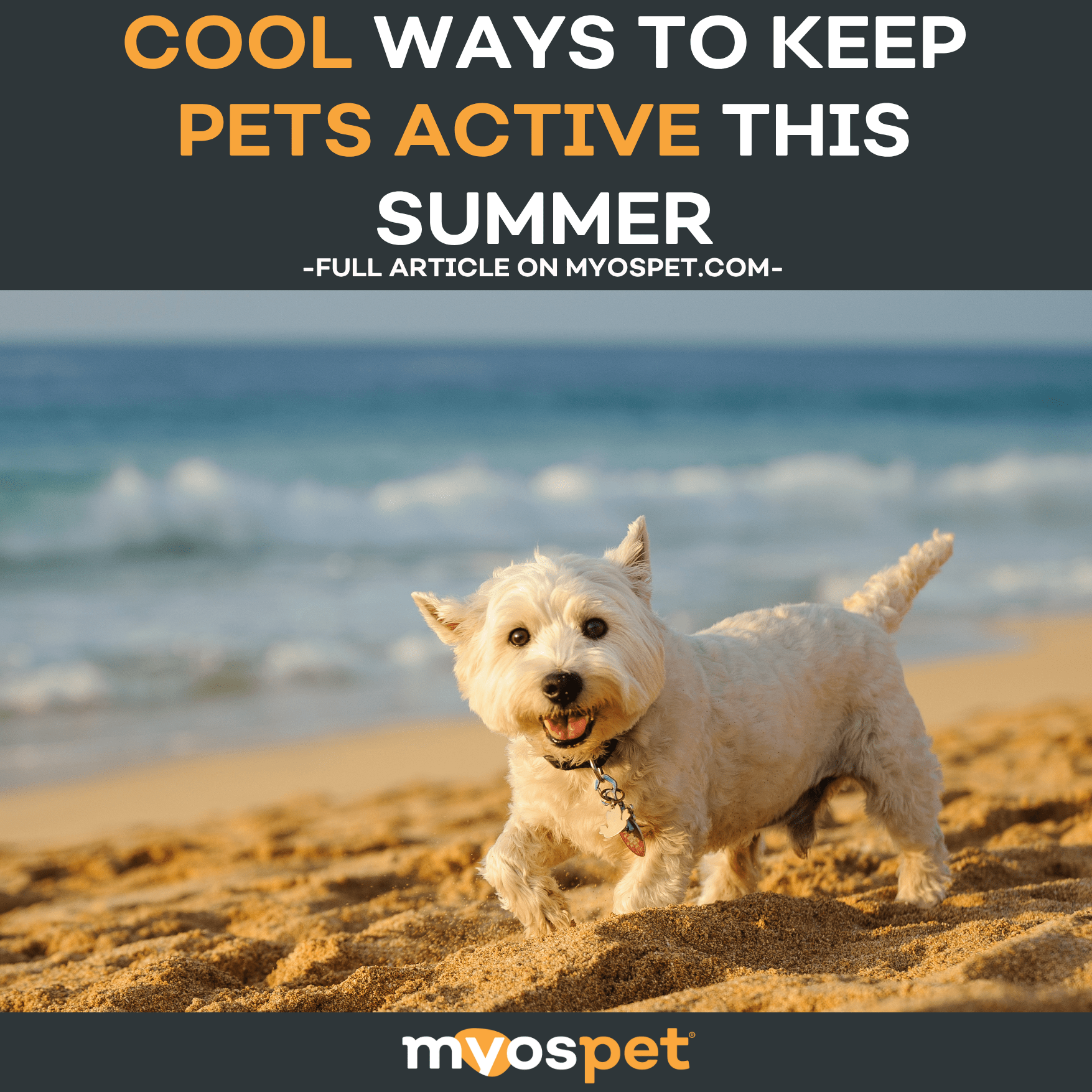 Cool Ways to Keep Pets Active This Summer