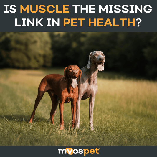 Is Muscle the Missing Link in Pet Health?