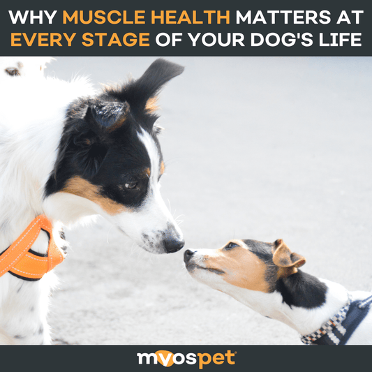 Why Muscle Health Matters at Every Stage of Your Dog's Life