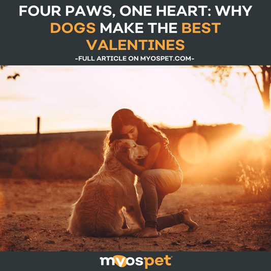 Four Paws, One Heart: Why Dogs Make the Best Valentines