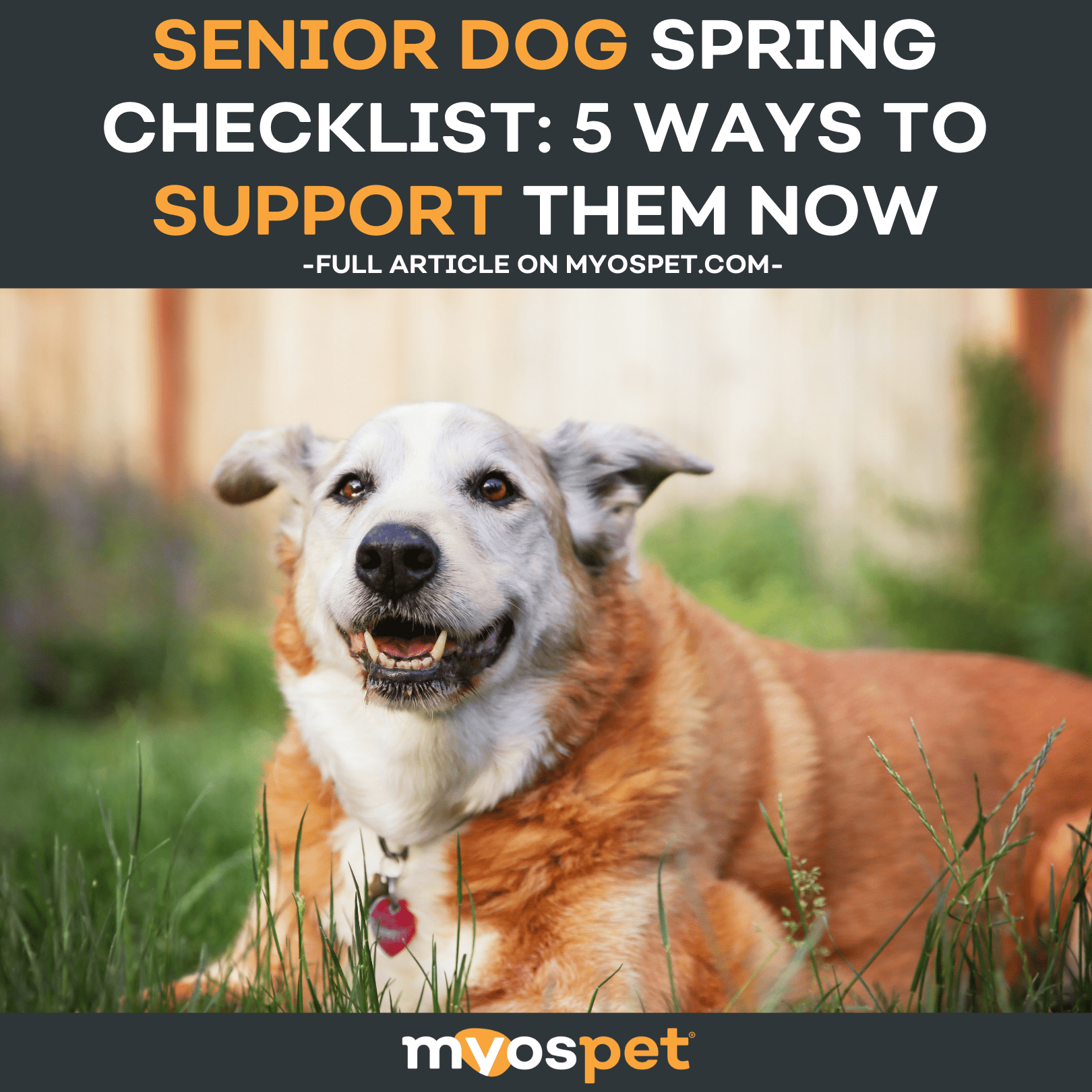 Senior Dog Spring Checklist: 5 Ways to Support Them Now
