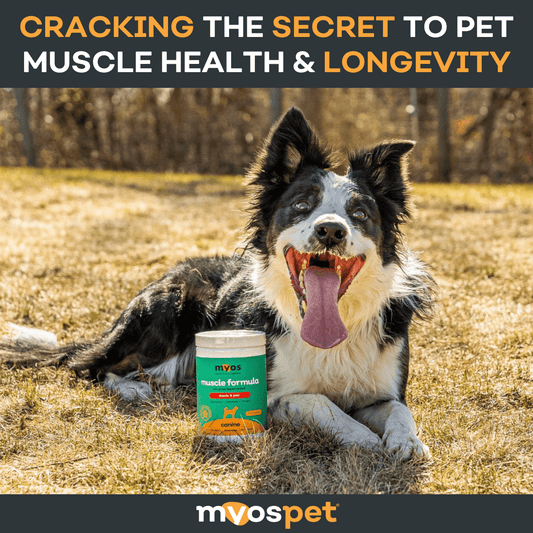 Cracking the Secret to Pet Muscle Health & Longevity