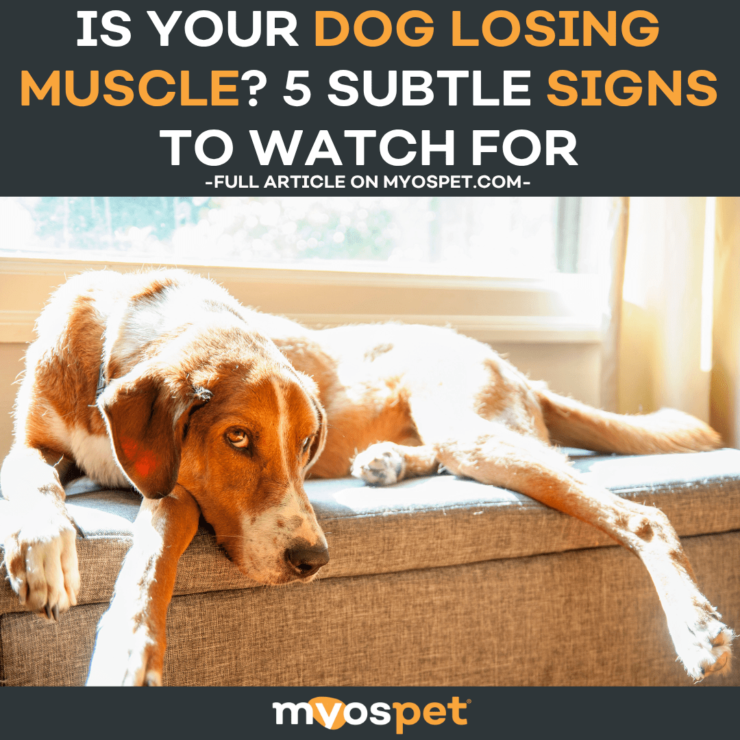 Is Your Dog Losing Muscle? 5 Subtle Signs to Watch For
