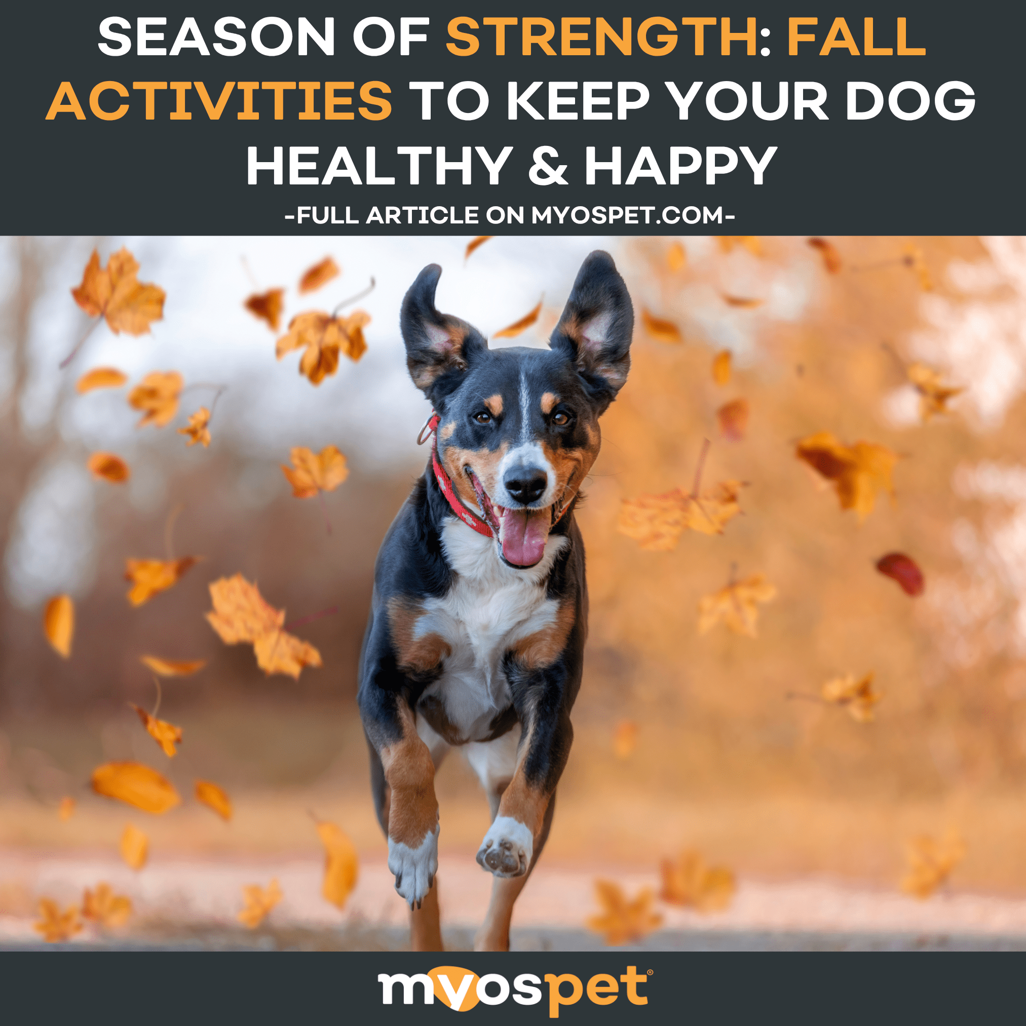 Season of Strength: Fall Activities to Keep Your Dog Healthy & Happy
