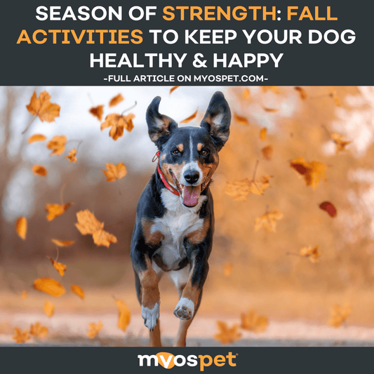 Season of Strength: Fall Activities to Keep Your Dog Healthy & Happy
