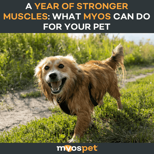 A Year of Stronger Muscles: What MYOS Can Do for Your Pet