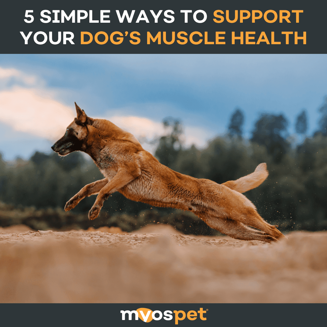 5 Simple Ways to Support Your Dog’s Muscle Health