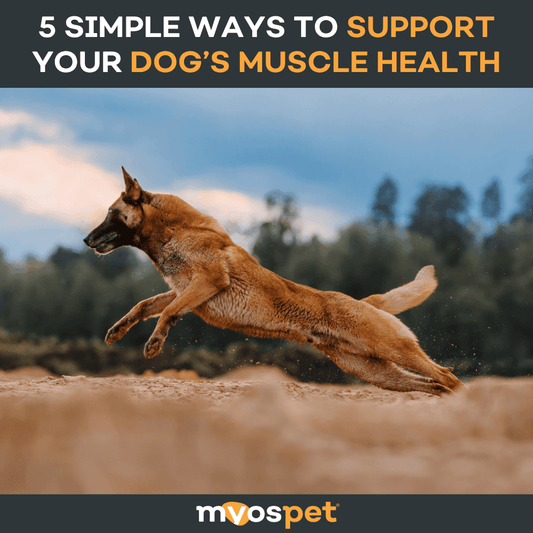 5 Simple Ways to Support Your Dog’s Muscle Health