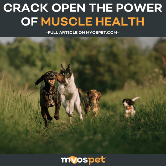 Crack Open the Power of Muscle Health