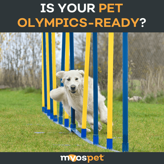 Is Your Pet Olympics-Ready?