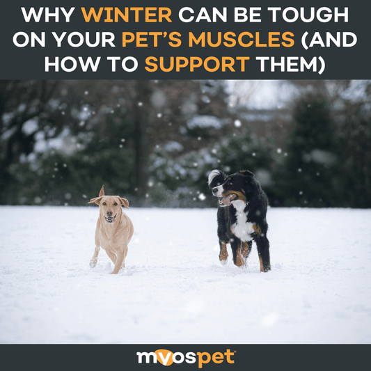 Why Winter Can be Tough on Your Pet’s Muscles (and How to Support Them)