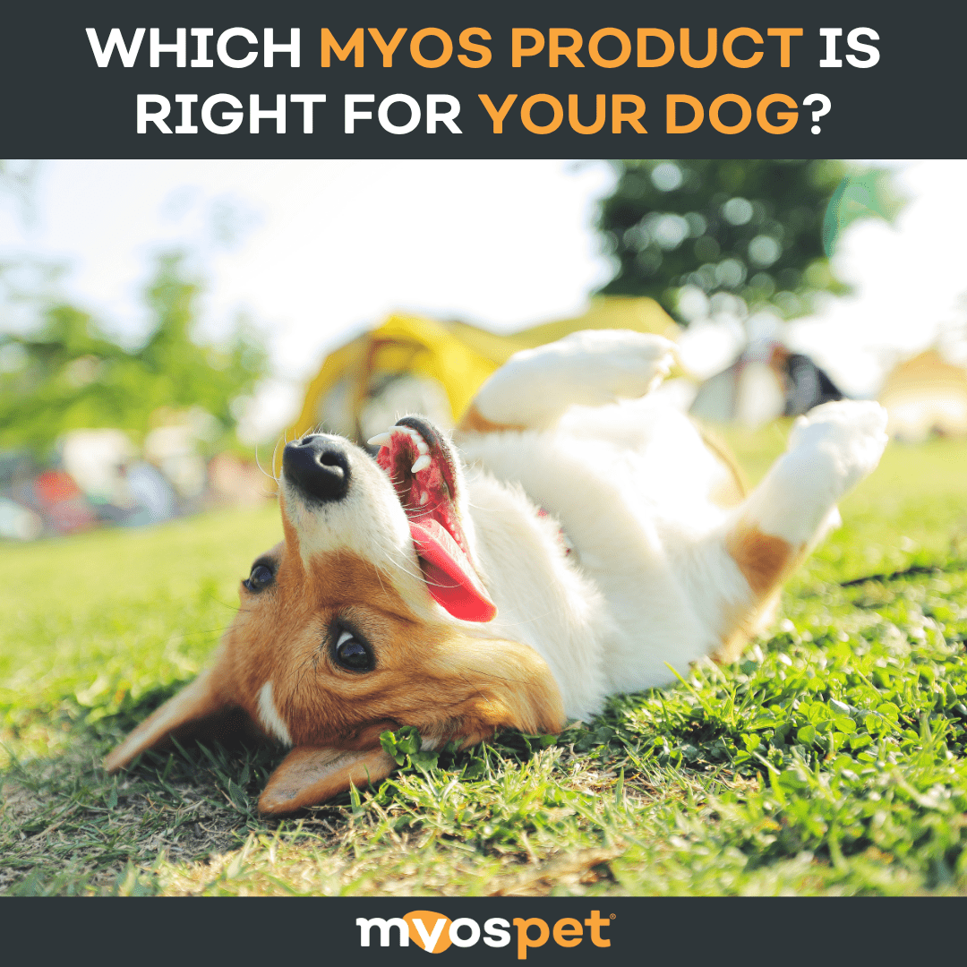 Which MYOS Product Is Right for Your Dog? A Simple Guide for Pet Parents