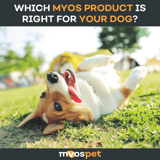 Which MYOS Product Is Right for Your Dog? A Simple Guide for Pet Parents