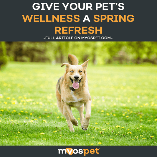 Give Your Pet’s Wellness a Spring Refresh