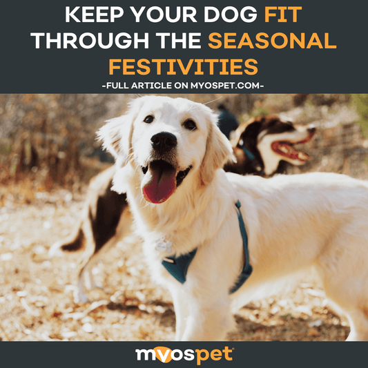 Keep Your Dog Fit Through the Seasonal Festivities