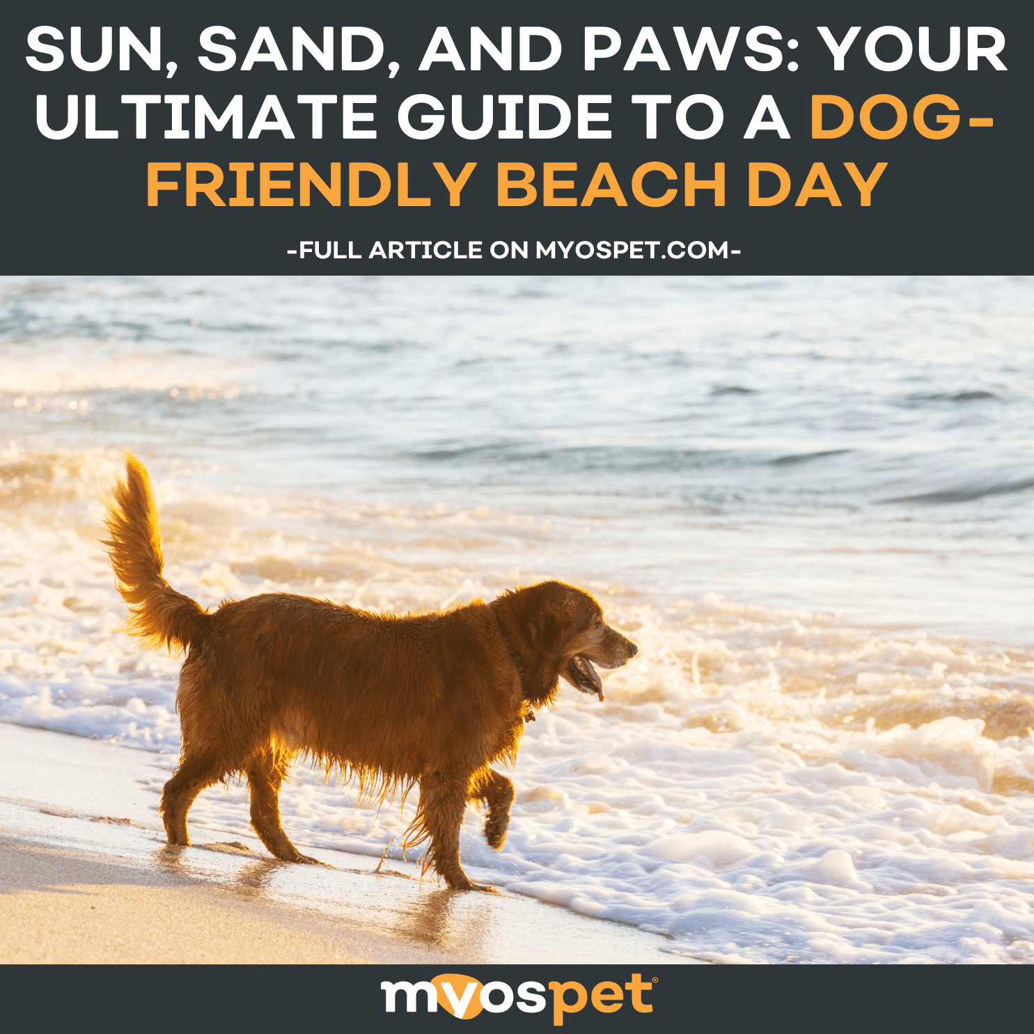 Sun, Sand, and Paws: Your Ultimate Guide to a Dog-Friendly Beach Day ...