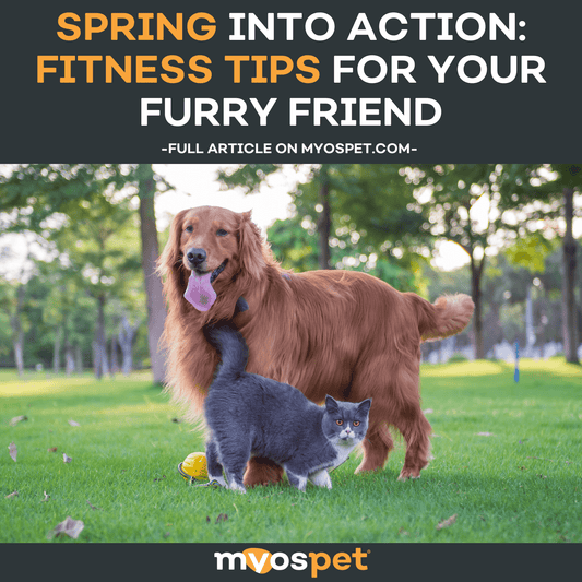 Spring into Action: Fitness Tips for Your Furry Friend