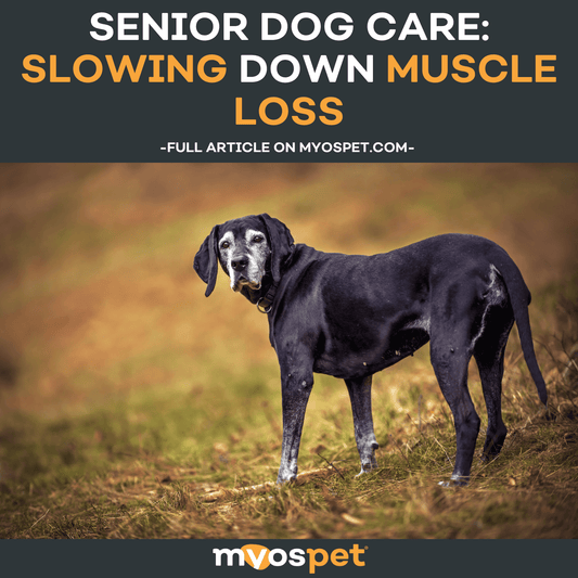 Senior Dog Care: Slowing Down Muscle Loss