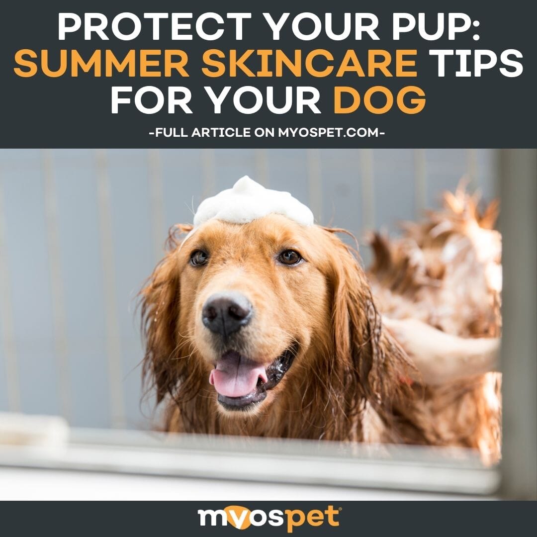 Protect Your Pup: Summer Skincare Tips for Your Dog – Myos Pet