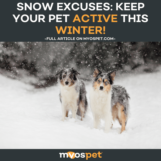 Snow Excuses: Keep Your Pet Active This Winter!