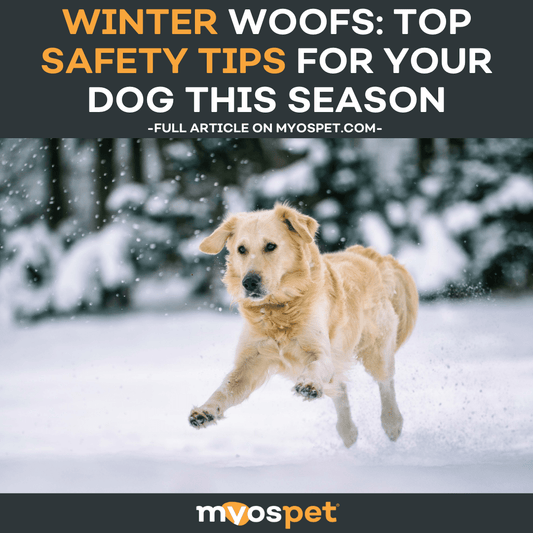 Winter Woofs: Top Safety Tips for Your Dog This Season