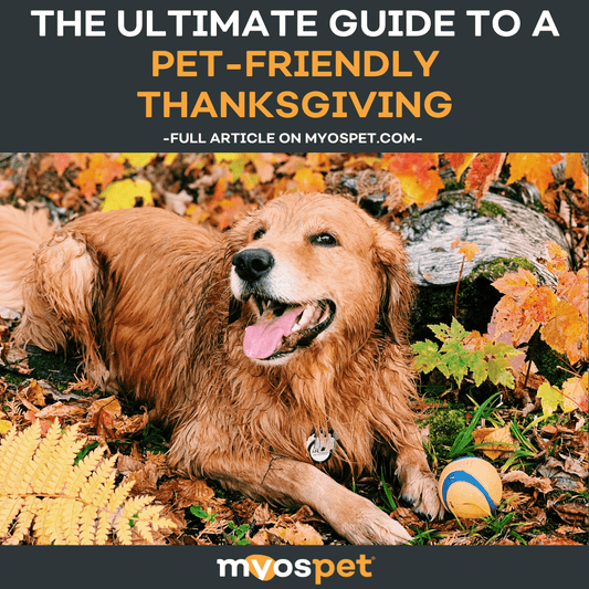 The Ultimate Guide to a Pet-Friendly Thanksgiving