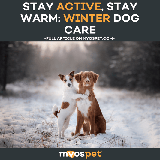 Stay Active, Stay Warm: Winter Dog Care